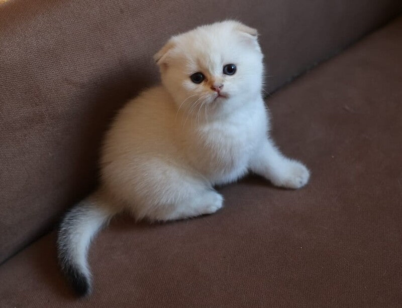 Dave Scottish Fold male, black golden ticked tabby pointed