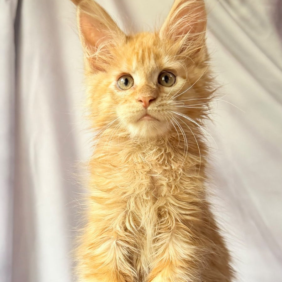 Nexus Maine Coon polydactyl 7x6x6x6 male, red