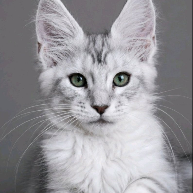 Lord Maine Coon male, blue silver tabby
