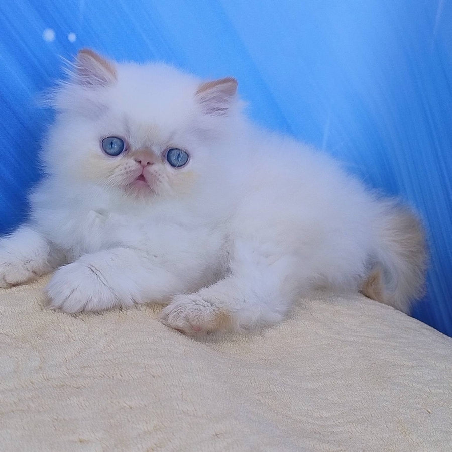 Eddie Persian male, red pointed