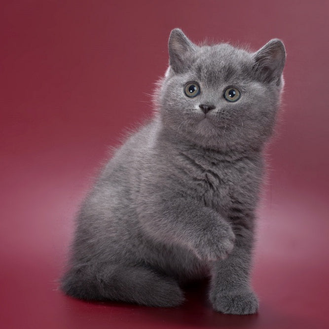 Percy British Shorthair male, blue