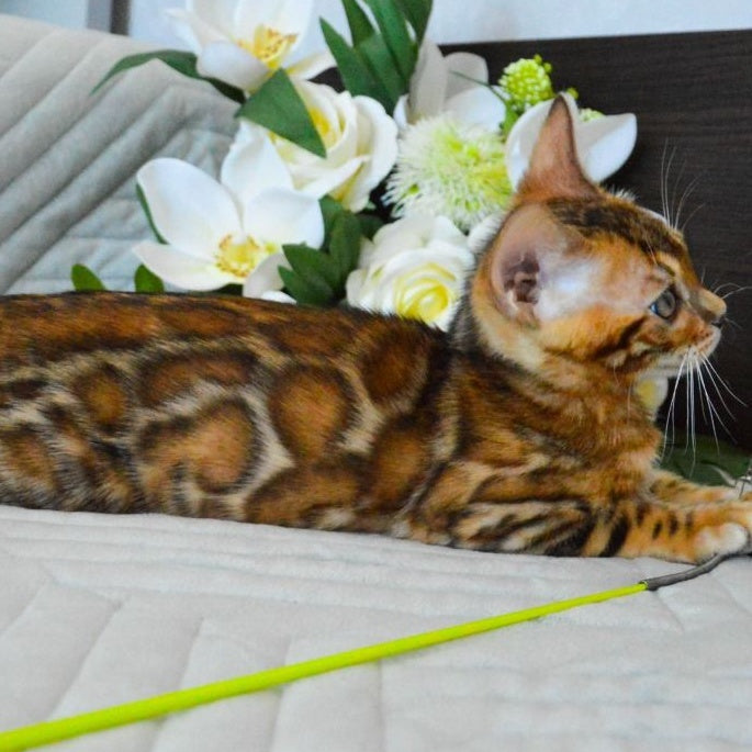 Odysseus Bengal male, black spotted tabby