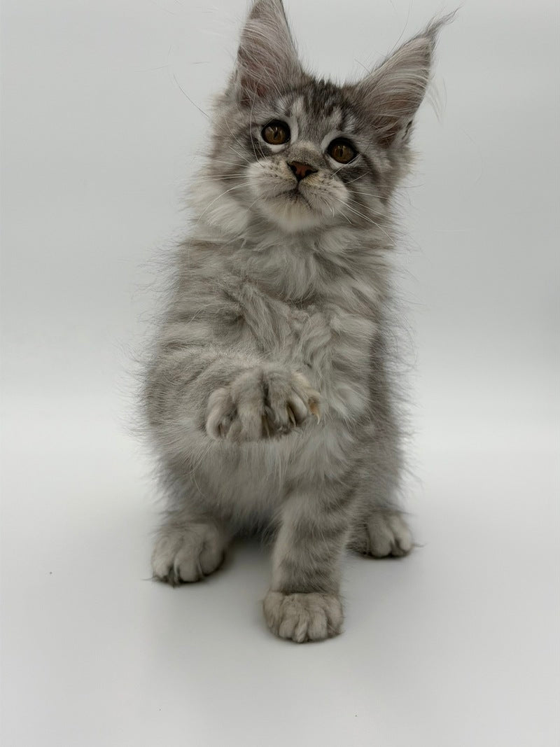 Kleo Maine Coon male black silver tabby - live animals
