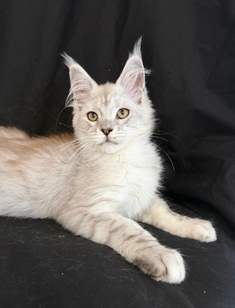 Ximas Maine Coon male, black silver shaded