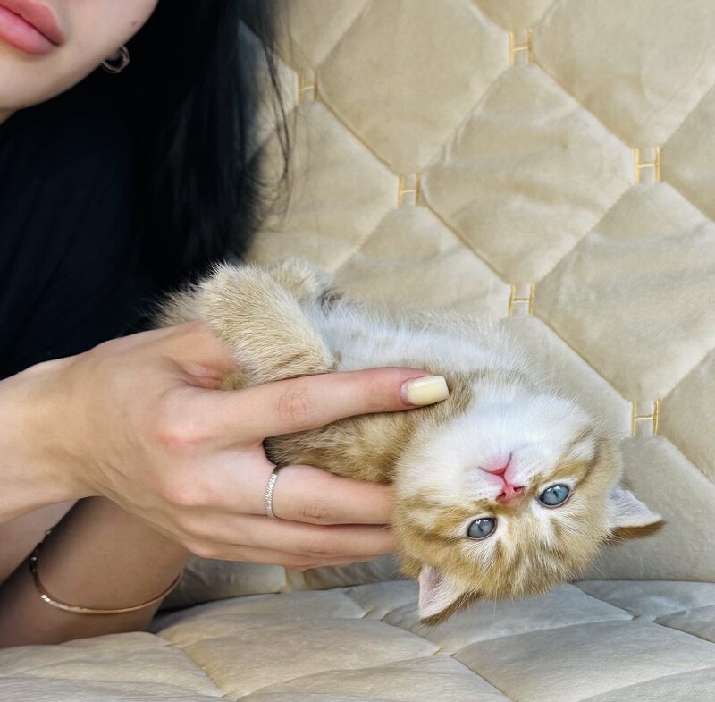 Evelyn British Shorthair female, cinnamon golden spotted tabby