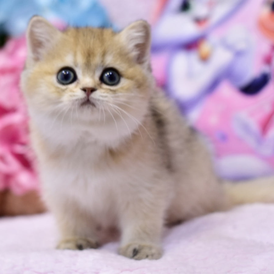 Galaxy British Shorthair female, black golden shaded