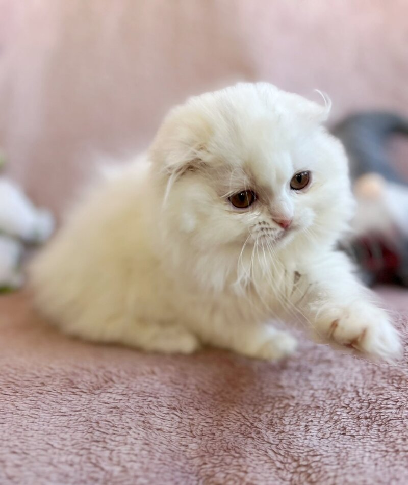 White Crazy Scottish Fold male white live animals