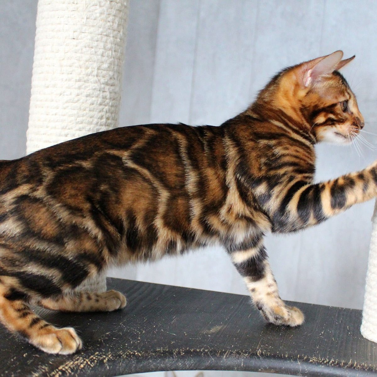 Elby Bengal female, black spotted tabby
