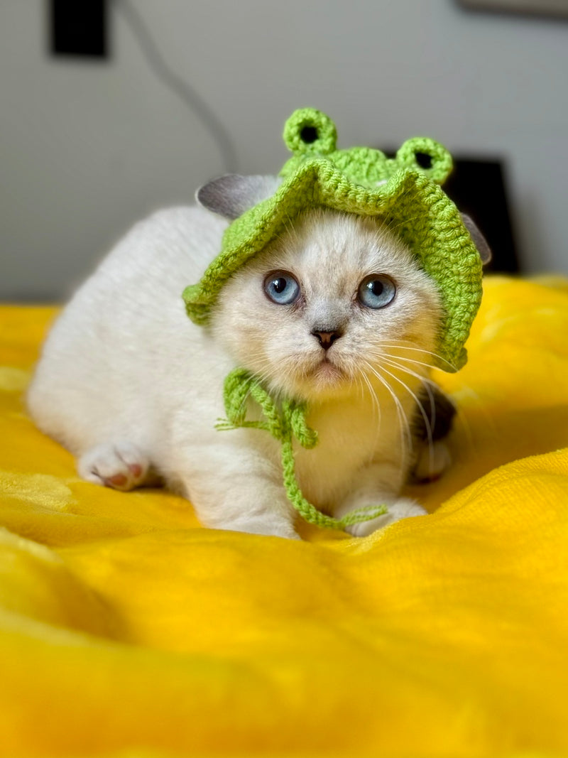 Naytiri Munchkin female black silver tabby pointed - live animals