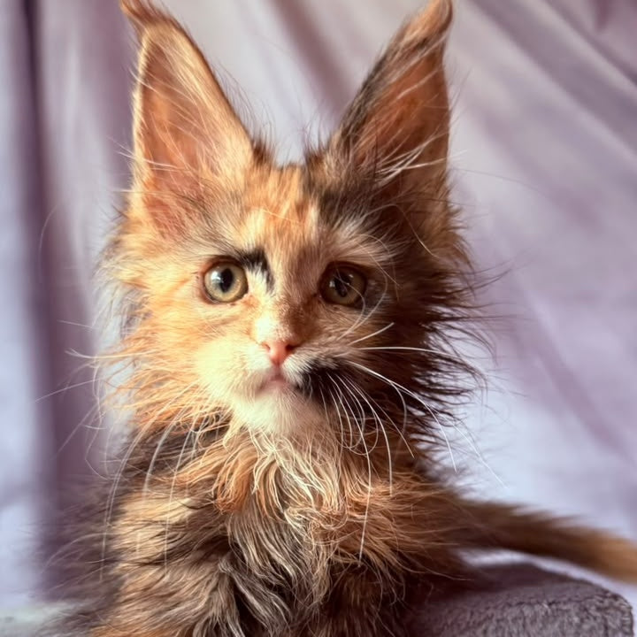 Nami Maine Coon polydactyl 5x5x6x6 female, black tortie with white