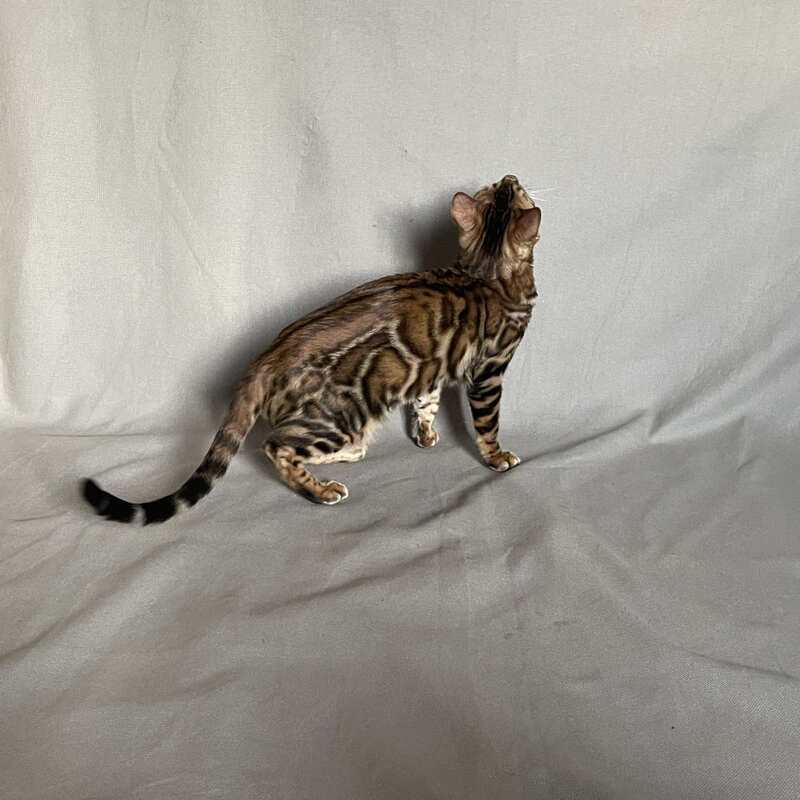 Joker Bengal male, black spotted tabby