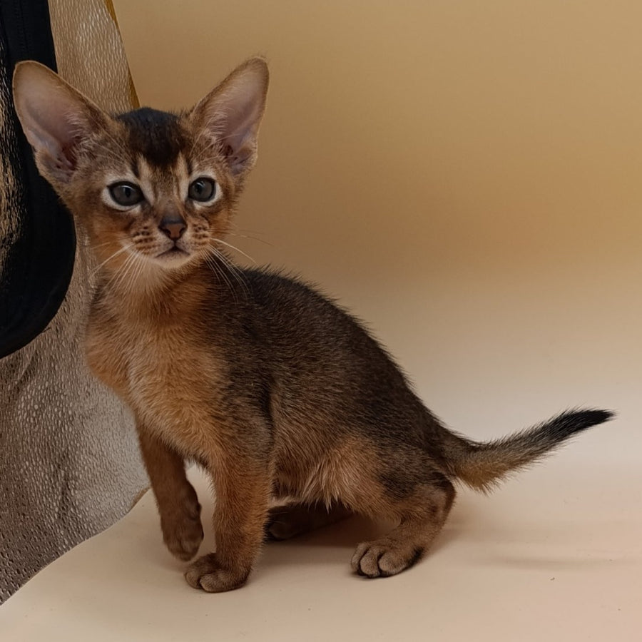 Mikkel Abyssinian male, black