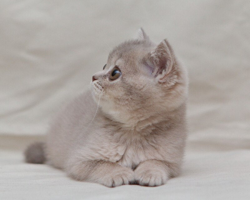 Nyasha British Shorthair female, lilac ticked tabby