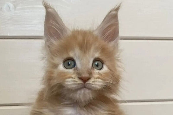 Jerri Maine Coon male red silver - live animals