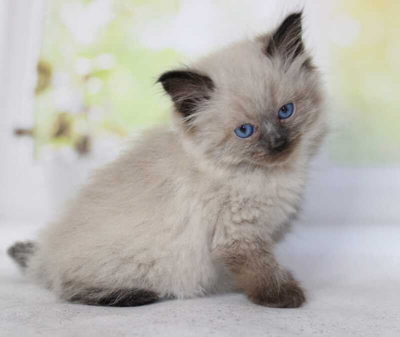 Nils Siberian male black pointed - live animals