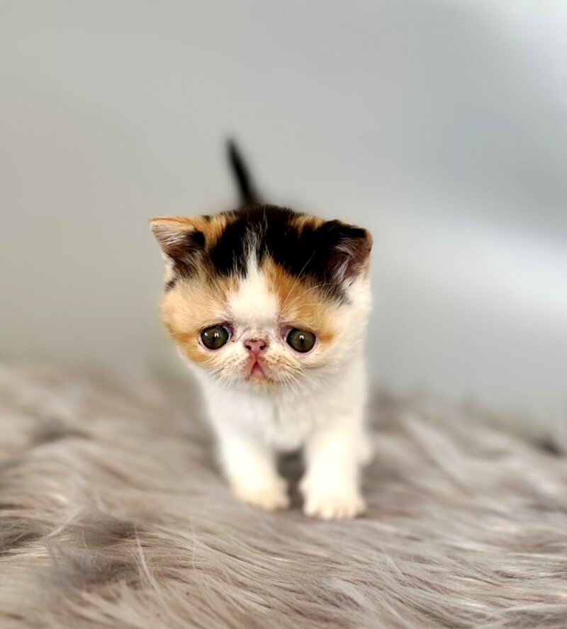 Zara Exotic female, black tortie bicolour