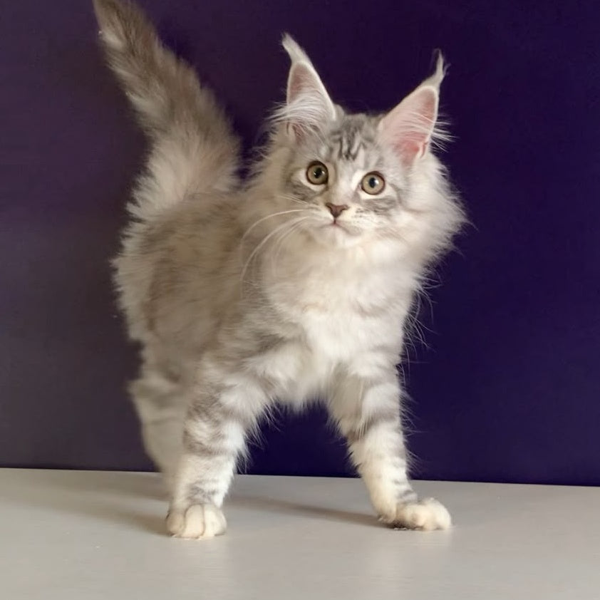 Malibu Maine Coon female, black tortie silver tabby