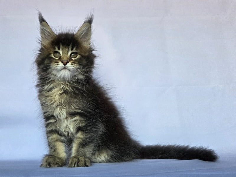 Quokka Maine Coon female, black ticked tabby