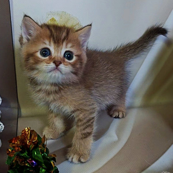 Thais British Shorthair male, chocolate tortie ticked tabby