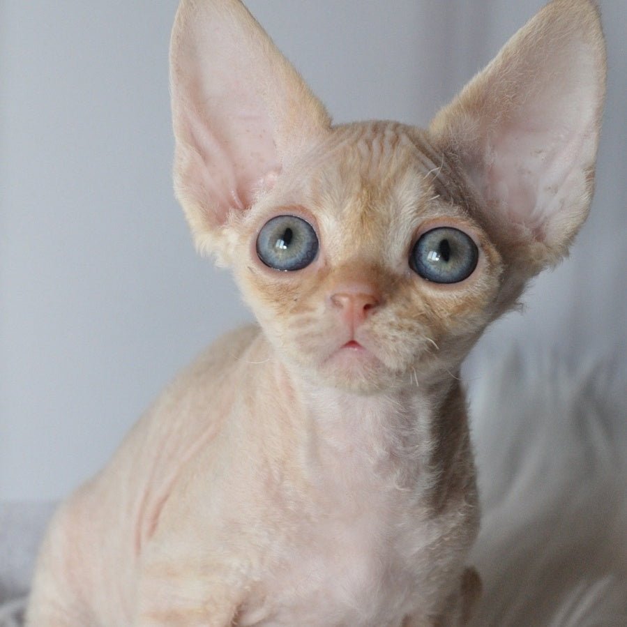 Nikov Devon Rex male, red spotted tabby