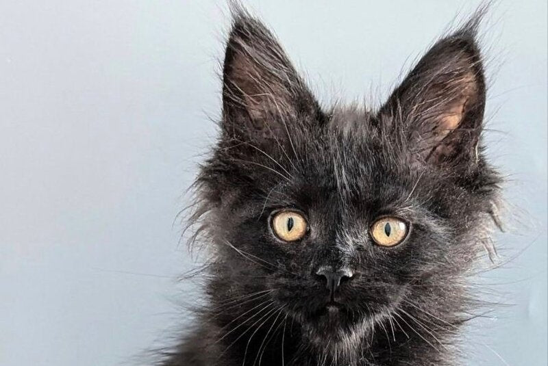 Question Maine Coon polydactyl male black live animals