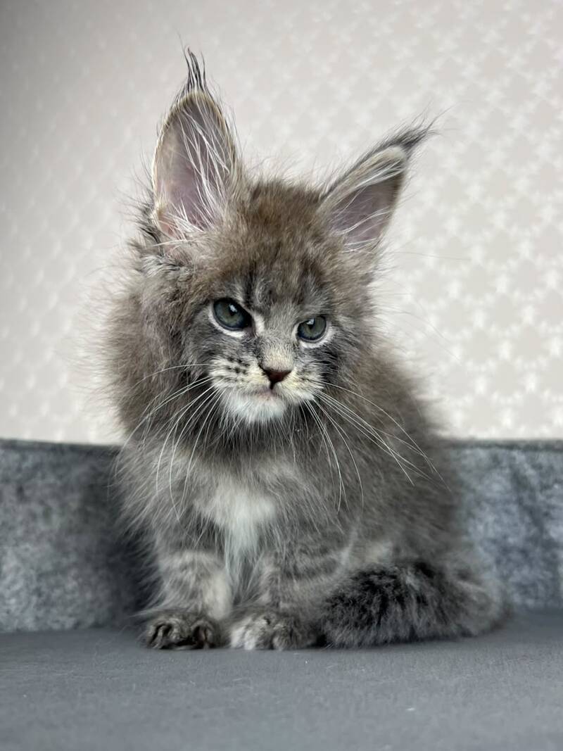 Paradise Maine Coon male, blue tabby