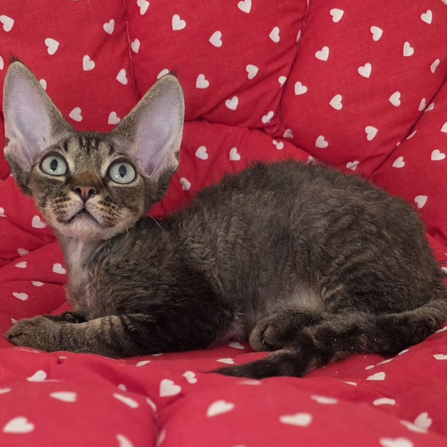 Alex Devon Rex male, black tabby