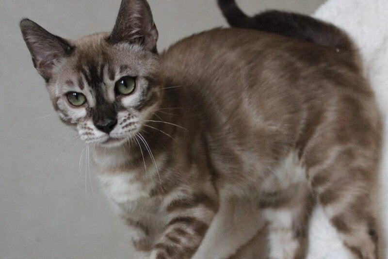 Platon Bengal male, black spotted tabby pointed