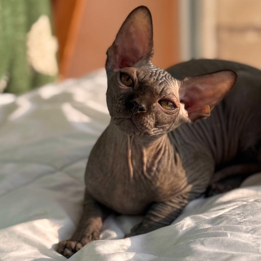 Elvis Canadian Sphynx male, black