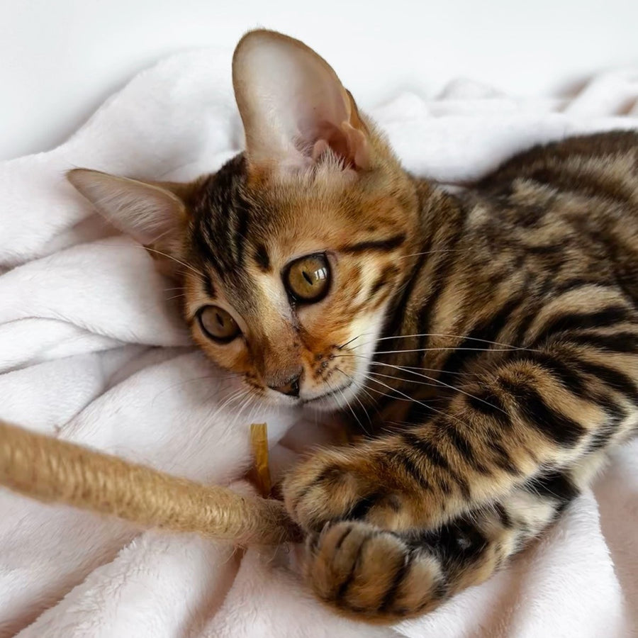 Deizi Bengal female, black spotted tabby
