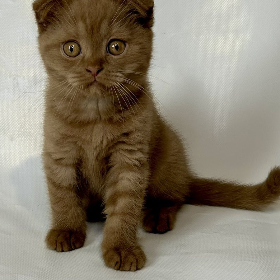 Lim Scottish Fold male, cinnamon
