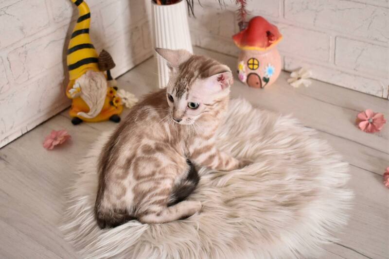 Kisa Bengal female snow mink - live animals