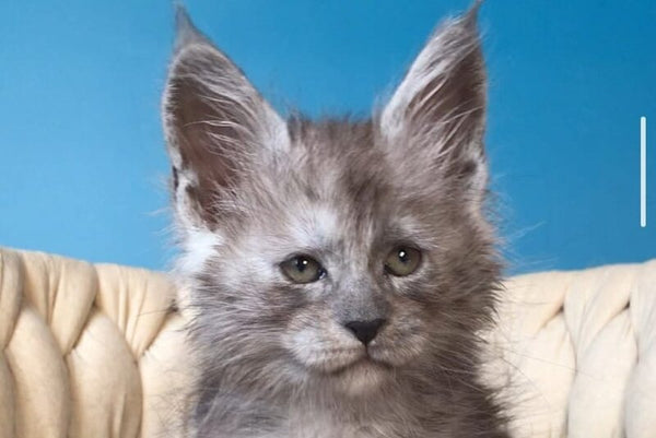 Yaron Maine Coon male black silver - live animals