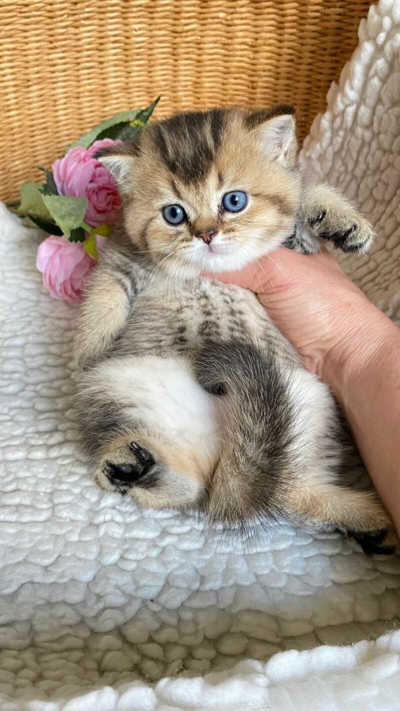 Unka British Shorthair male, black golden ticked tabby