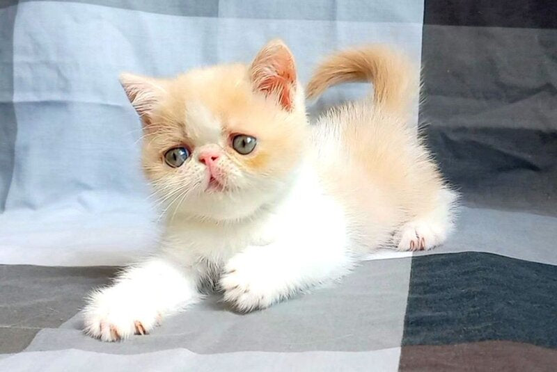 Ilian Exotic male, cream bicolour spotted tabby