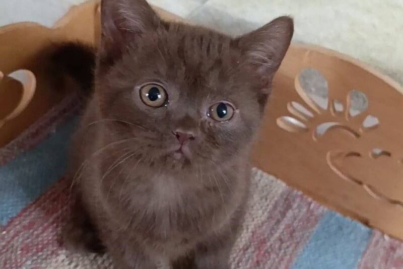 Cassandra British Shorthair female, chocolate