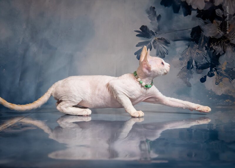 Ice Berry Devon Rex male red pointed - live animals