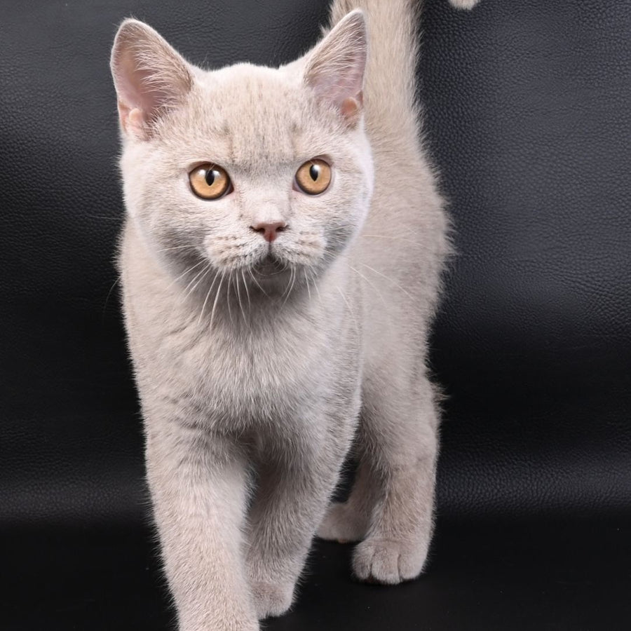 Nectar British Shorthair male, fawn