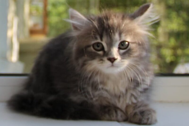 Konfetka Siberian female blue tortie tabby - live animals
