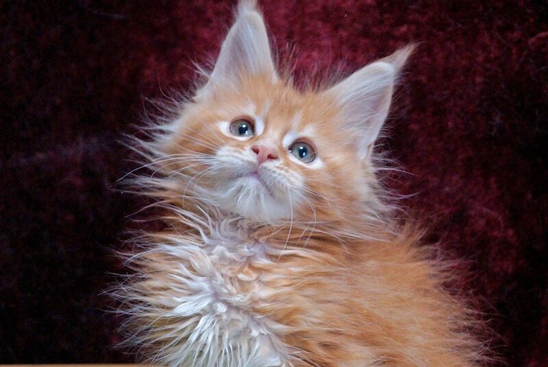 Orel Maine Coon male red silver tabby - live animals