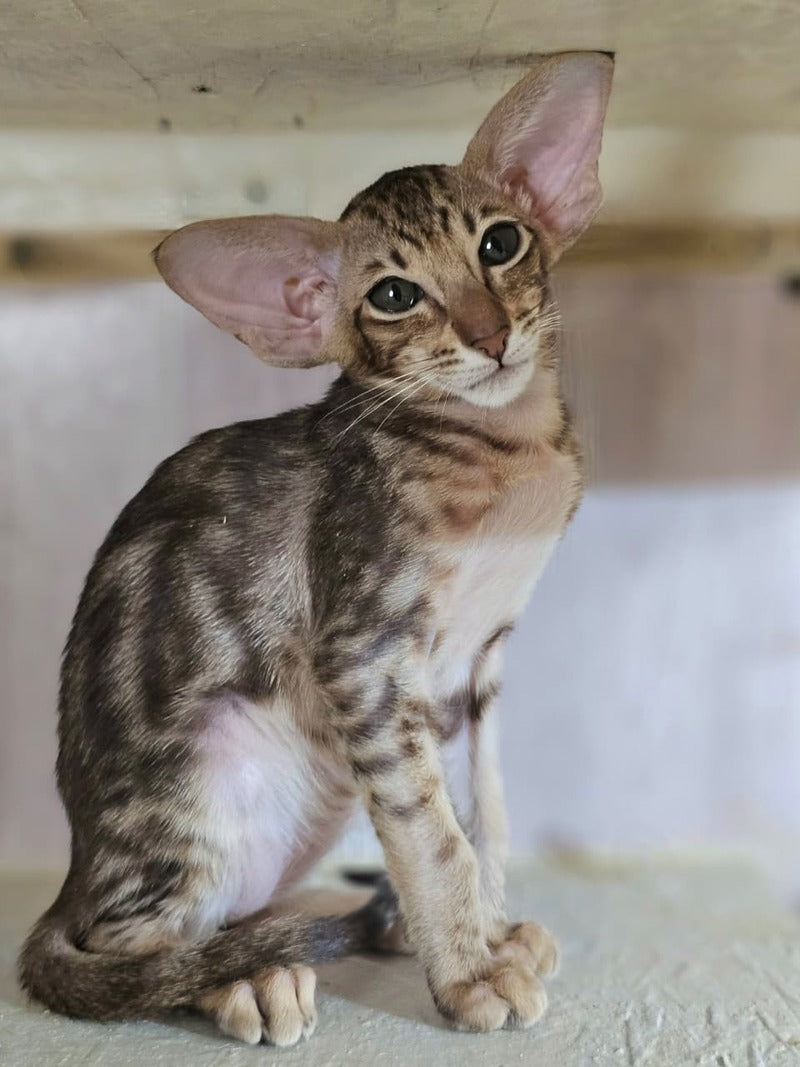 Х-Guy Oriental Shorthair male, chocolate tabby