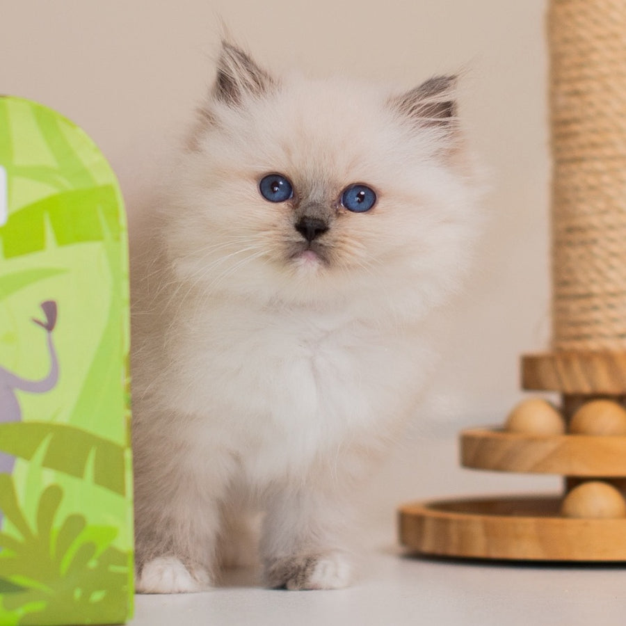 Yvette Ragdoll female, blue mitted