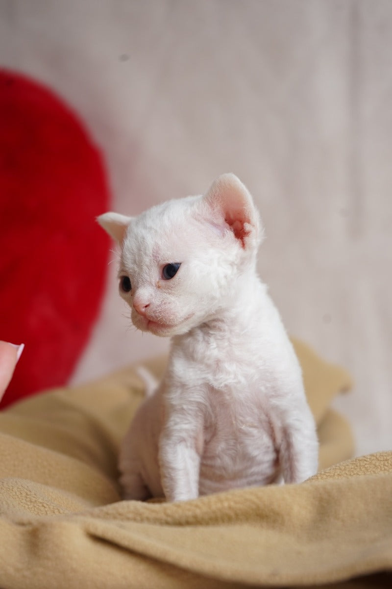 Nika Devon Rex female white - live animals
