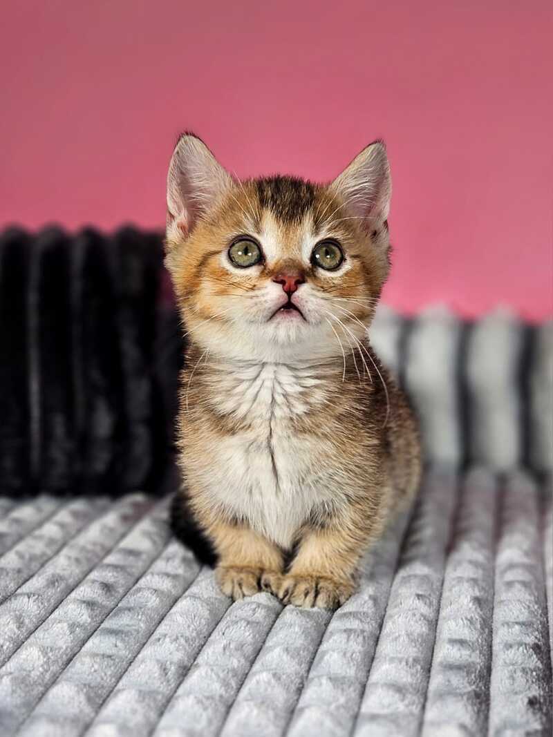 Mikaella Munchkin female, black ticked tabby