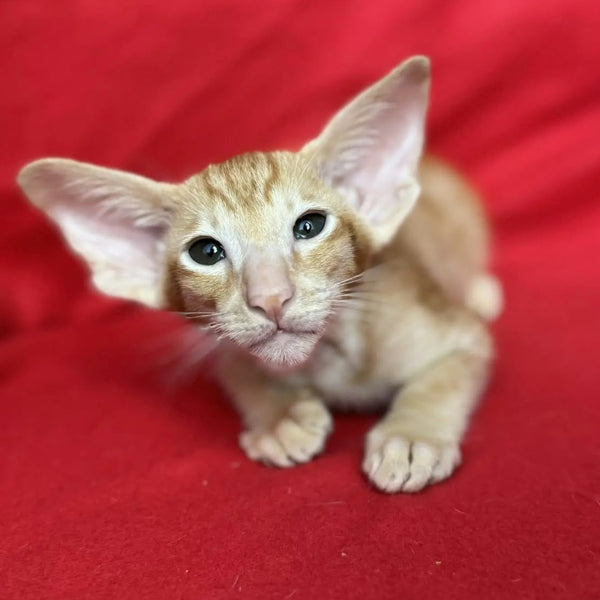 Zlatan Oriental Shorthair male, red spotted tabby
