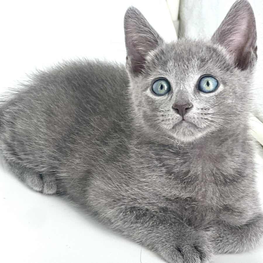 Aron Russian Blue male, blue