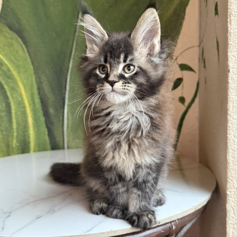 Cleo Maine Coon male, black ticked tabby