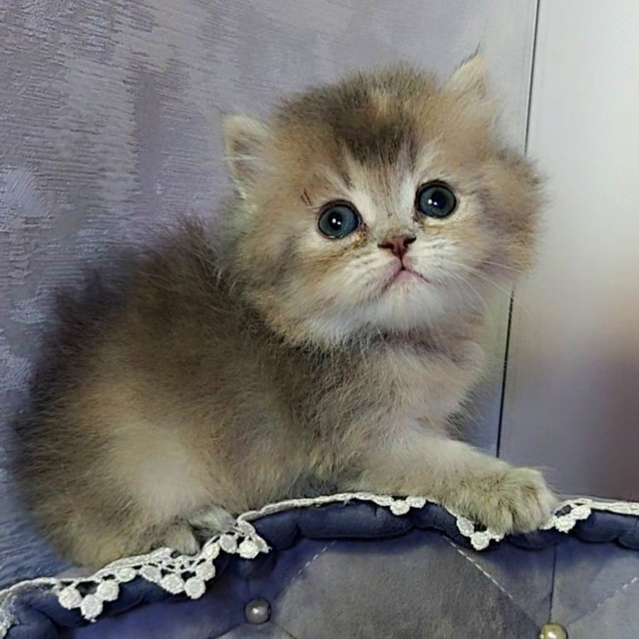 Tina British Longhair female, blue tortie