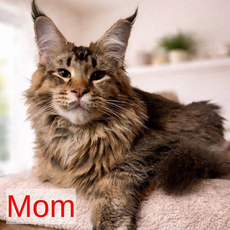 Bekka Maine Coon female, blue ticked tabby