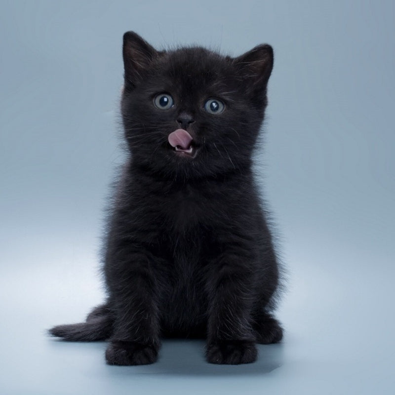 Quantum British Shorthair male, black